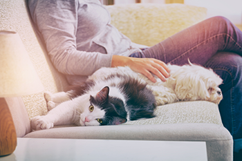 Cat reclining on a sofa